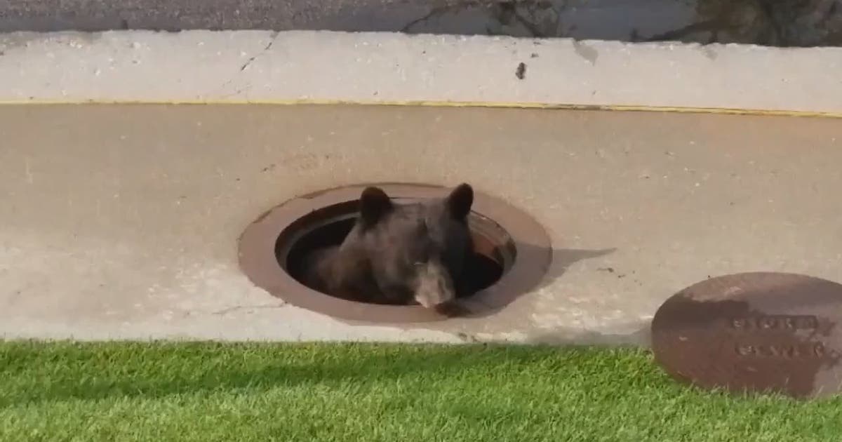 Bear hides out in storm drain | FOX 5 DC