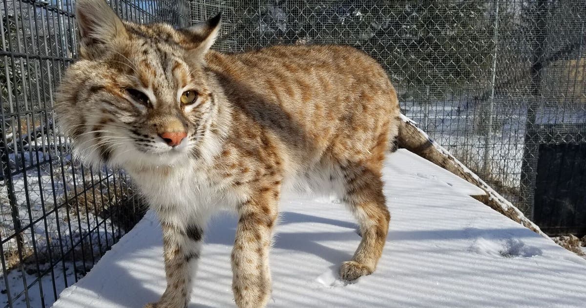 Montana fishermen catch live bobcat in fishing net on lake | FOX 5 DC