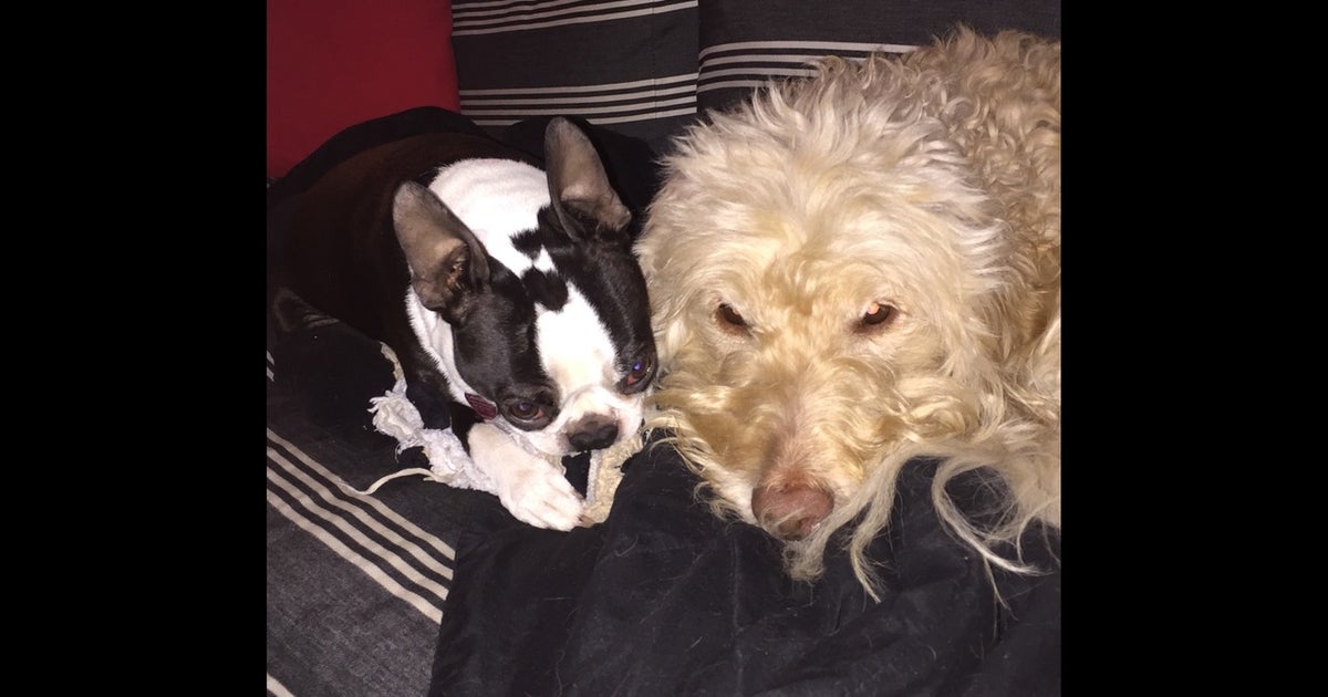 2 dogs killed, family displaced after suspected hoverboard fire | FOX 5 DC