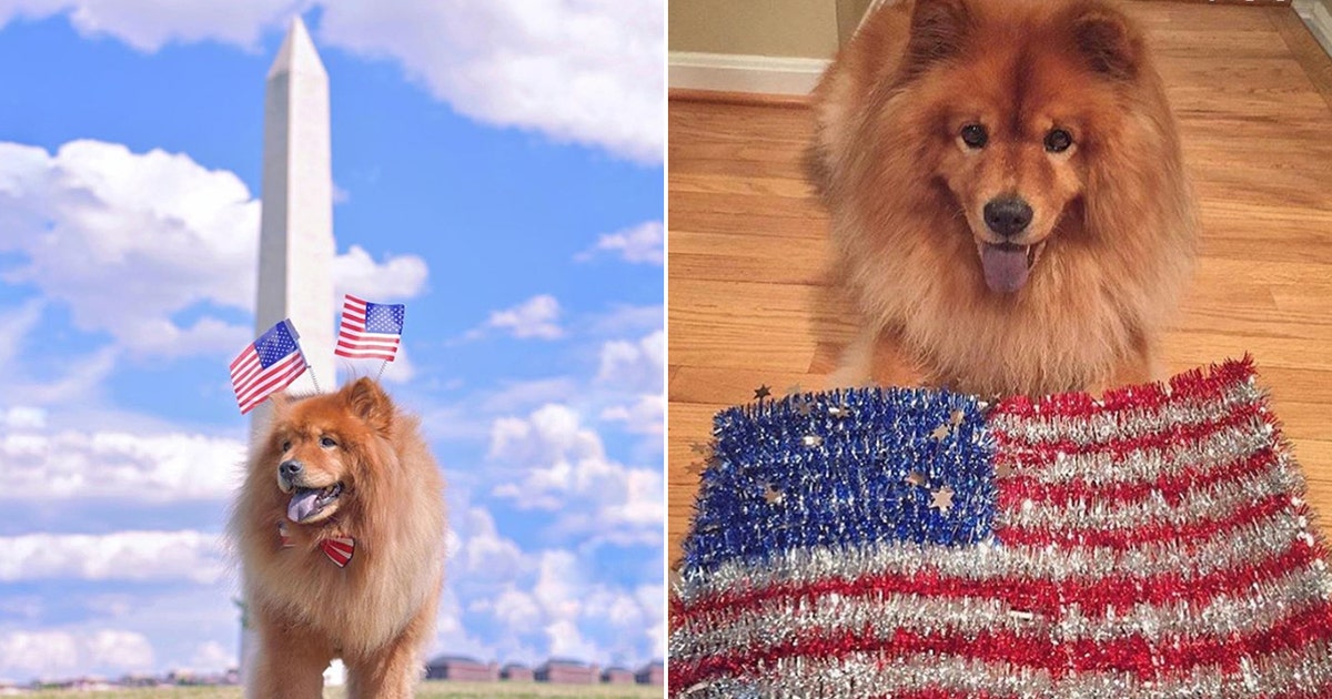Tips to keep your pet safe during Fourth of July fireworks | FOX 5 DC