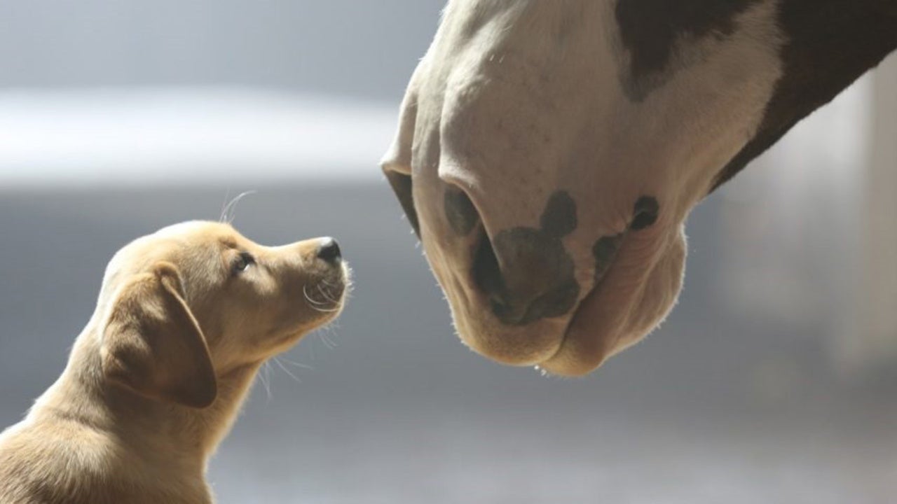 10 best Super Bowl commercials of all time