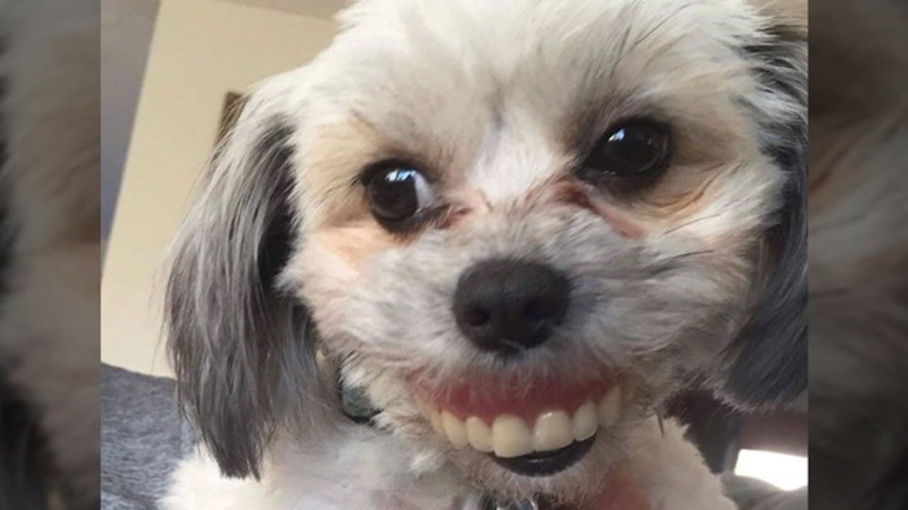 A store dog smiling