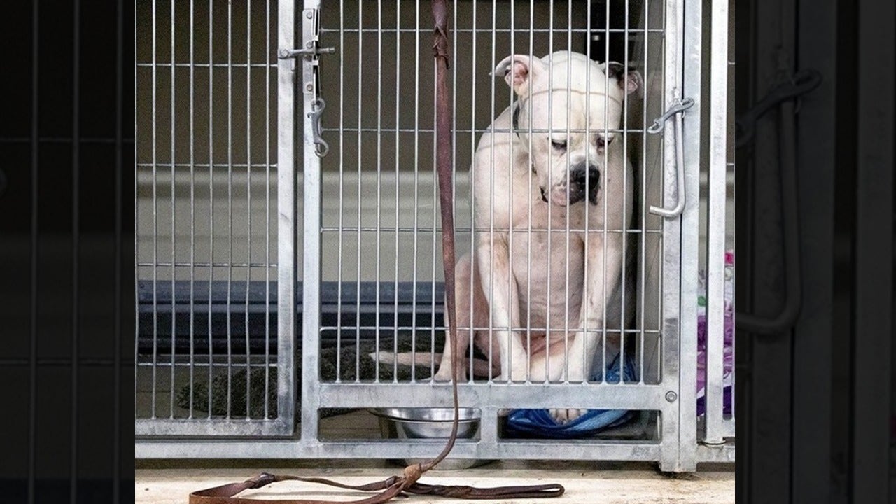 Heartbreaking photo of sad dog left at shelter by his