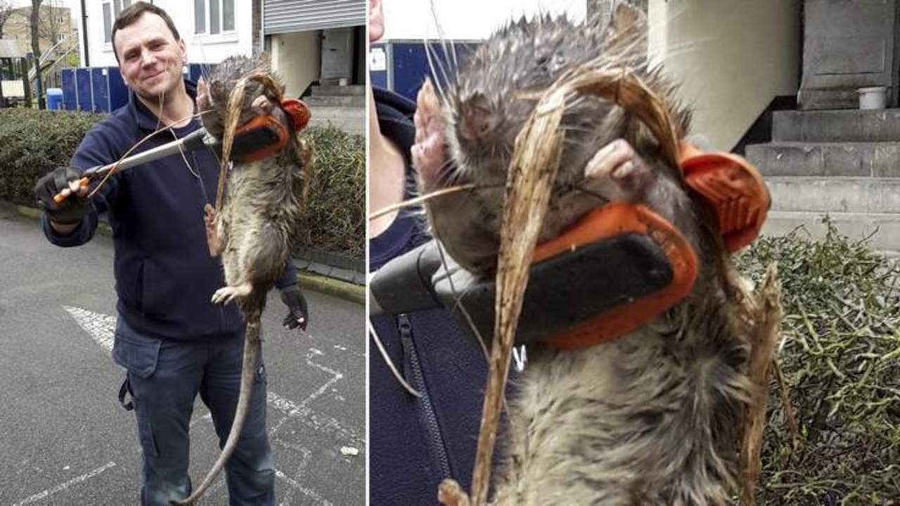 Giant Rat bigger Than A Dog Near Playground FOX 5 DC giant-rat-bigger-than-a-dog-near-playground-fox-5-dc