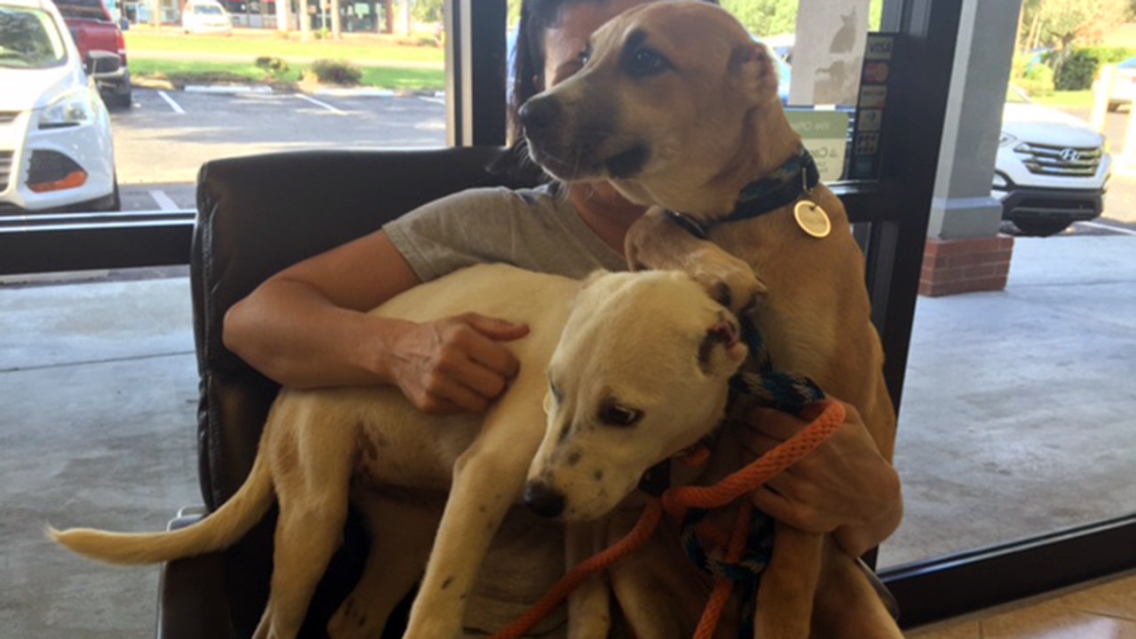 Puppies healing after having ears cut off FOX 5 DC
