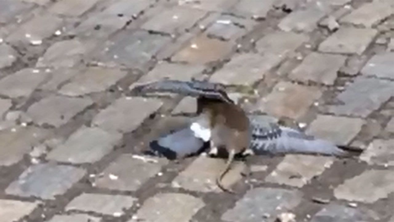 Rat versus pigeon in Brooklyn