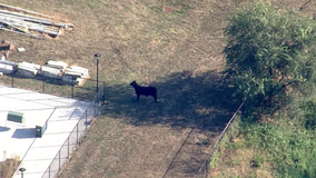 Bull captured by owner in West Baltimore