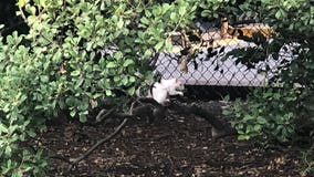 Albino squirrel catches tourists' attention on the National Mall