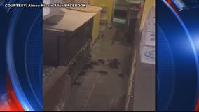 Shocking video allegedly shows rats inside Dupont Circle pizza restaurant