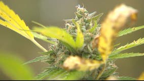 Harvest underway at East Coast’s first legal outdoor pot farm