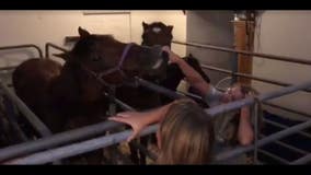 Horses weathering Irma inside owner's home get comfortable—maybe too comfortable