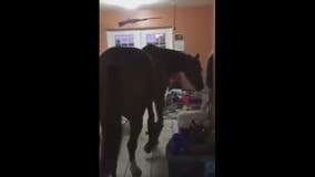 Florida roommates bring horses inside home to ride out Hurricane Irma