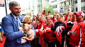 Washington Capitals debut new team dog: Captain