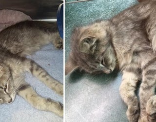 Mother Cat Kittens Found Tied Together