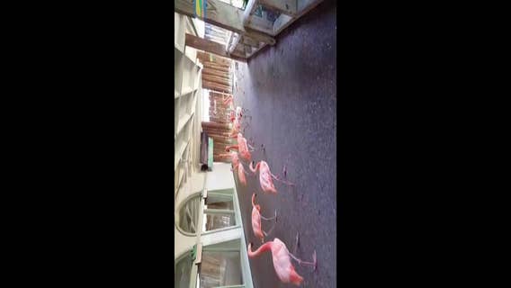 Busch Gardens' Flamingos take shelter before Irma hits