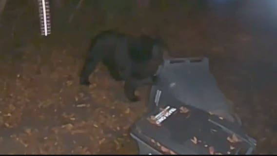 Bear sightings prompting concern in Prince William County