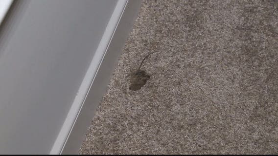 Residents allege complex knowingly rented mouse-infested apartments in Columbia