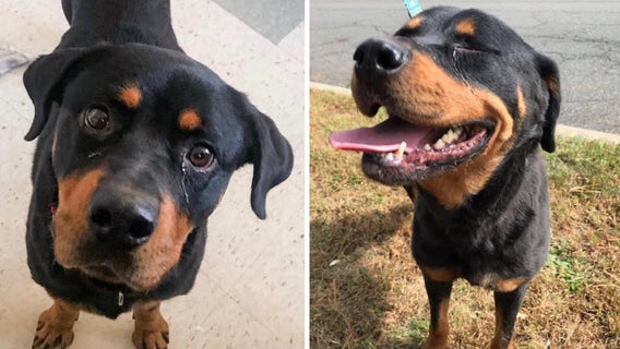 Dying dog at New Jersey shelter searching for loving home to live out her days