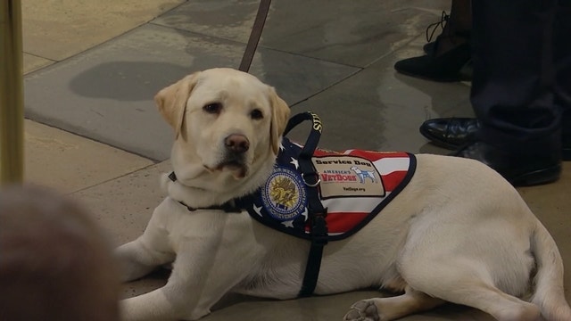 George H.W. Bush's service dog Sully receives Public Service Award