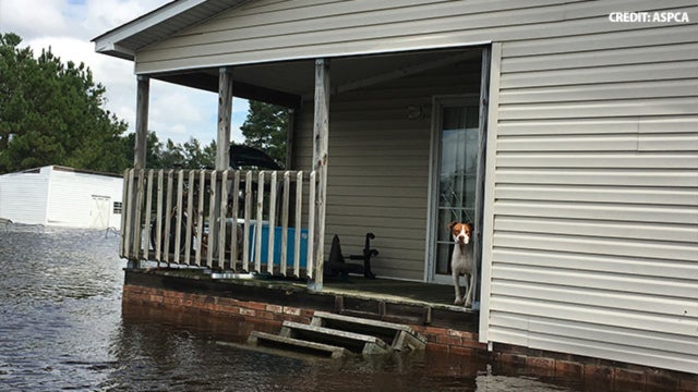 ASPCA helps rescue animals stranded across eastern NC