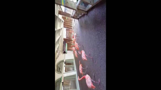 Busch Gardens' Flamingos take shelter before Irma hits
