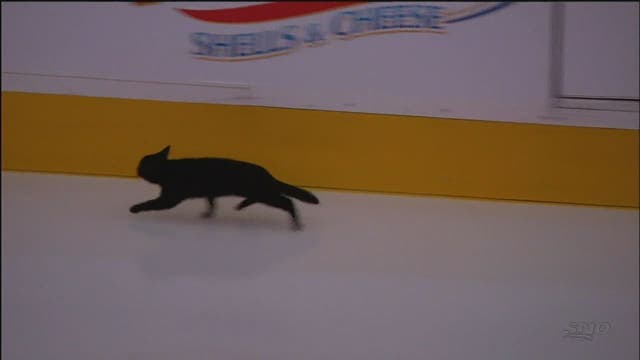 Black cat crosses path of hockey team on ice
