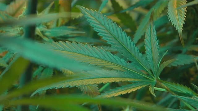 Canada is now world's largest legal marijuana marketplace