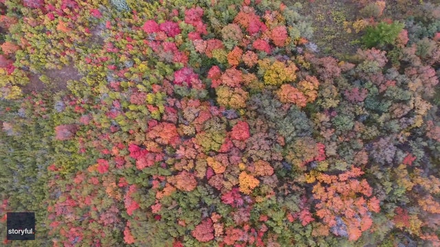 Stunning fall foliage in northern Utah captured in drone footage