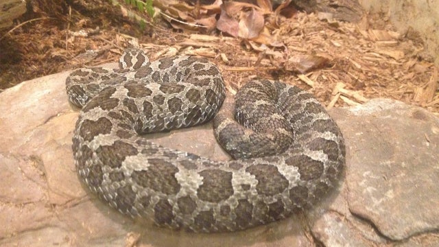 U.N. health agency to tackle the 'hidden epidemic' of snakebite deaths