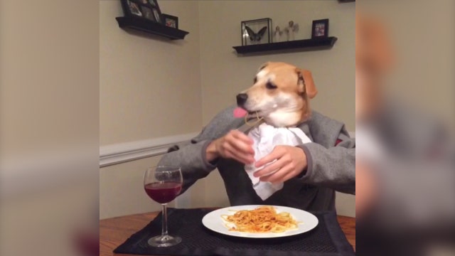 Viral Video Dog pushes for Super Bowl tickets, Panthers appearance