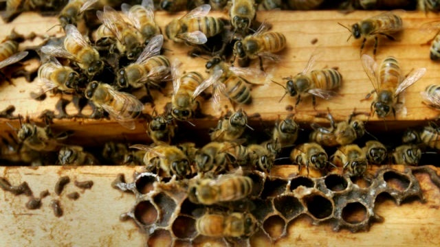 Cheerios giving away 100 million wildflower seeds to help save the bees