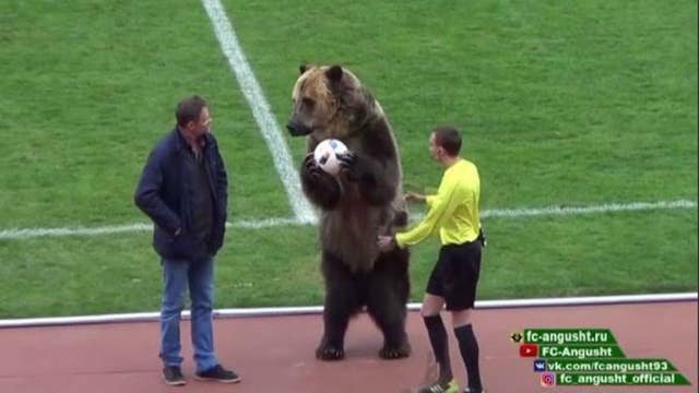 Animal rights groups slam bear use at soccer match