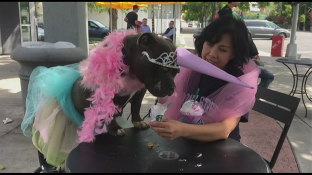 Dog tries Unicorn Frappuccino