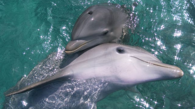 TripAdvisor will no longer sell tickets to attractions that breed or import whales or dolphins