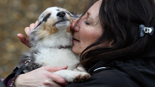 Your stress is likely stressing your dog out, new study finds