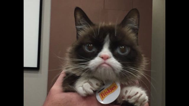 Grumpy Cat makes her Super Bowl prediction