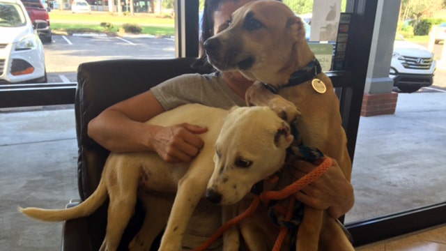 Puppies healing after having ears cut off