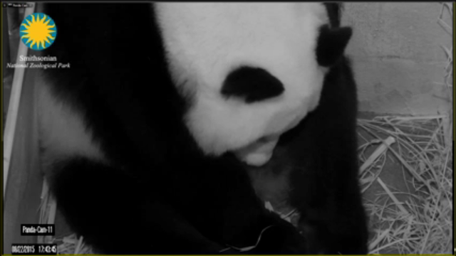 ‘The whole world celebrates’ on-camera birth of panda cub