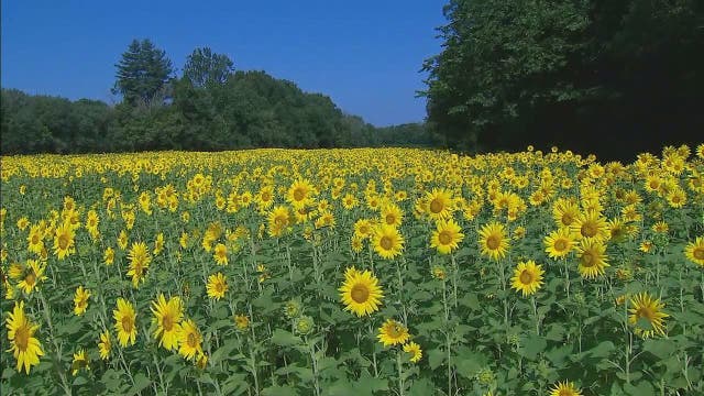 Sunflower season has arrived: Here are some of the breathtaking sunflower mazes in the DC area