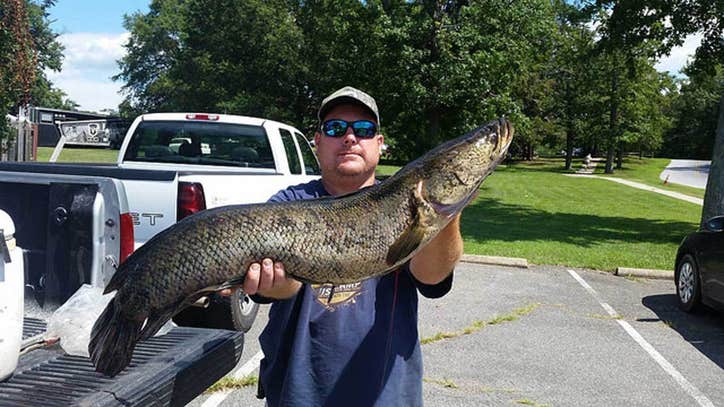 BIG CATCH: Md. man catches record snakehead fish in ...