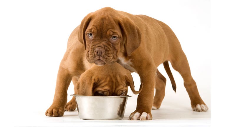 dog foods linked to canine heart disease