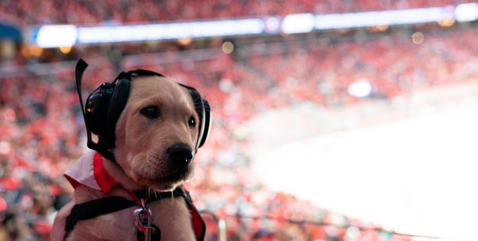 Washington Capitals debut new team dog 