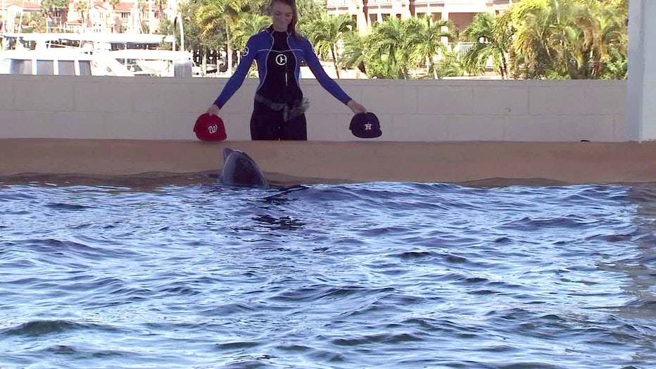 Nicholas the Dolphin Makes 3 Winning Sports Predictions - Clearwater Marine  Aquarium