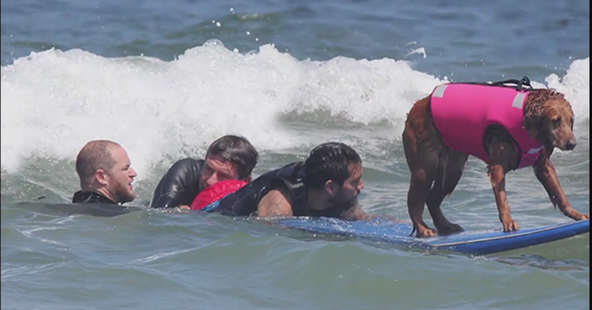 Surfing therapy dog helping wounded warriors, kids with special needs ...