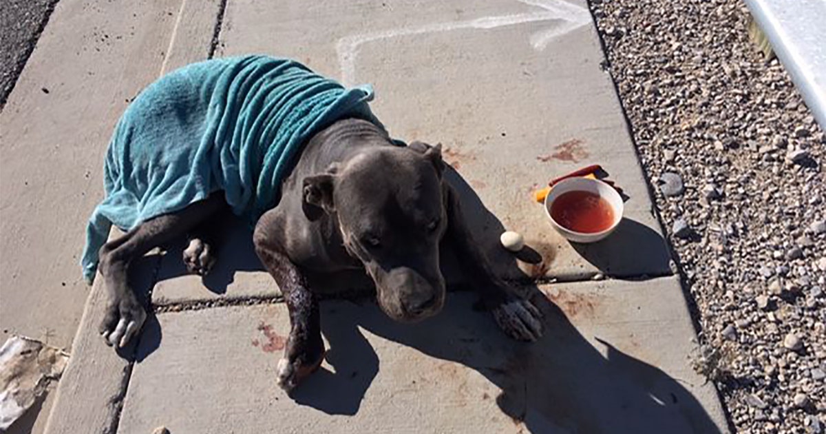 ‘Unthinkable’: Dog found shot in face, left to die on street near Las ...