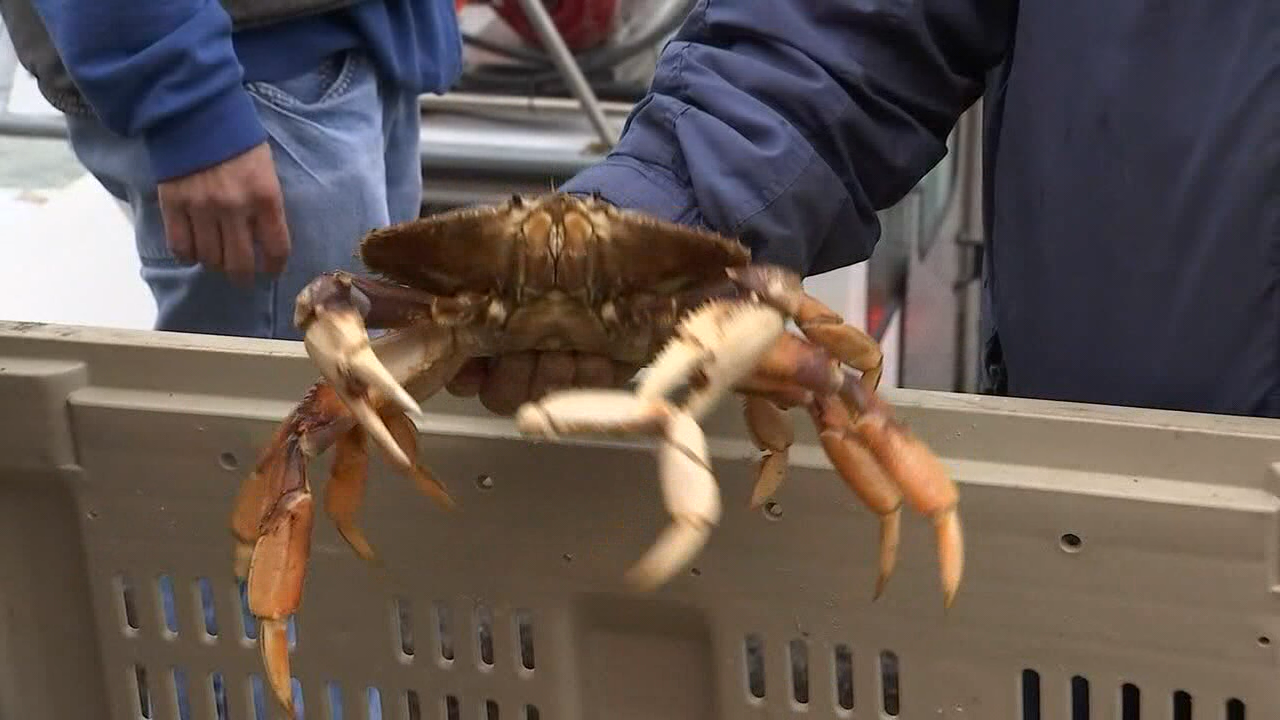 Recreational crab season opens, officials issue warning about neurotoxin
