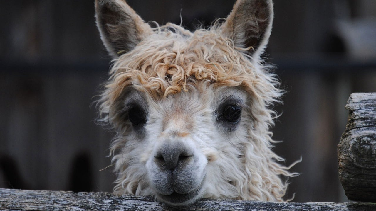 So fluffy Alpaca expo coming to Fredericksburg this weekend