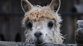 So fluffy! Alpaca expo coming to Fredericksburg this weekend