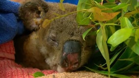 Thousands of koalas feared dead in Australia wildfires