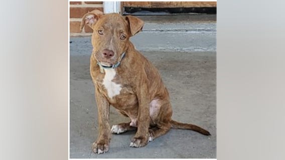 Pit bull stolen from owner at gunpoint in Northeast DC, police say
